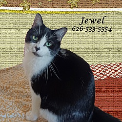 Thumbnail photo of JEWEL #1