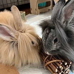 Photo of Buster and Pepper (bonded pair)
