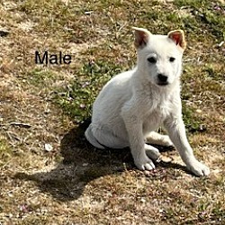 Photo of Puppy Male