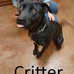 Thumbnail photo of Critter #4