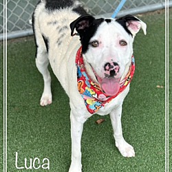 Thumbnail photo of LUCA #3