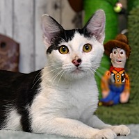 adopt a pet