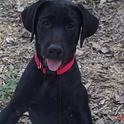 Thumbnail photo of Sterling, loveable lab babe! #2