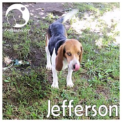 Thumbnail photo of Jefferson #1