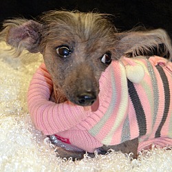 Thumbnail photo of Pixie-Adoption pending #2