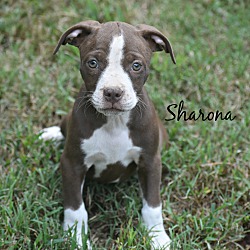 Thumbnail photo of Sharona~adopted! #1