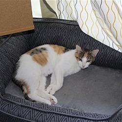 Thumbnail photo of Cassie -ADOPTED #2