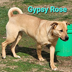 Photo of Gypsy Rose