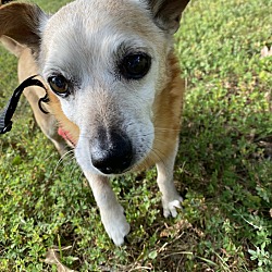 Photo of Odie