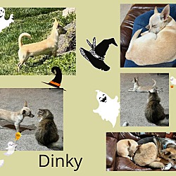 Photo of Dinky