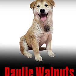 Thumbnail photo of Paulie Walnuts #2