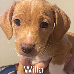 Photo of Willa