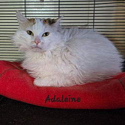 Thumbnail photo of Adaleine / Sydney #2