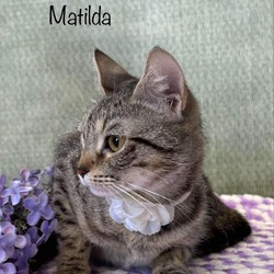 Thumbnail photo of Matilda #2