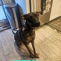adopt-pet