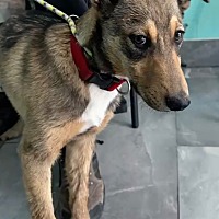 adopt a pet