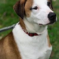 adopt-pet