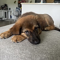 adopt a pet