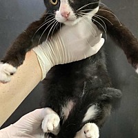 adopt a pet