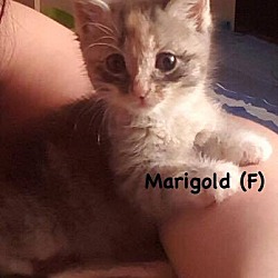 Thumbnail photo of Marigold #2
