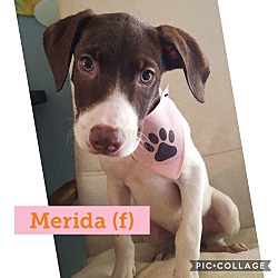 Thumbnail photo of Merida #2