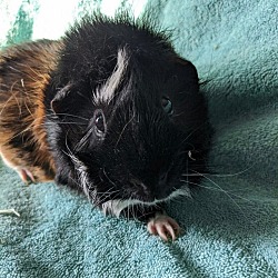 Photo of Maximillion (guinea pig)