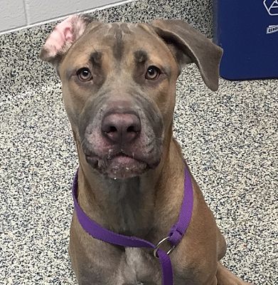 Golden, CO - Cane Corso/Weimaraner. Meet Maple a Pet for Adoption ...