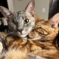 Photo of Blue and Marmalade