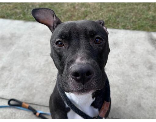 Tavares, FL - Labrador Retriever. Meet QUINN a Pet for Adoption ...