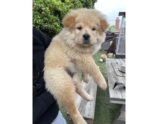 Santa Barbara, CA - Chow Chow. Meet Chowder a Pet for Adoption ...