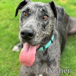 Thumbnail photo of Dasher #1