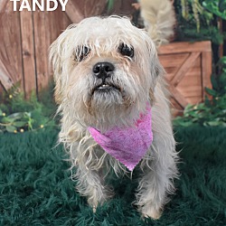 Thumbnail photo of Tandy #2