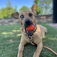 adopt a pet
