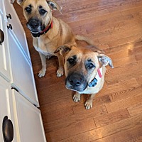 adopt a pet