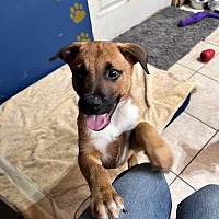 adopt a pet