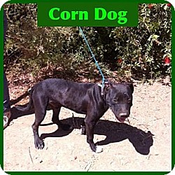 Photo of Corn Dog