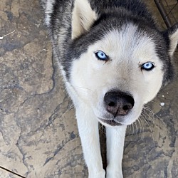 Photo of Lucky