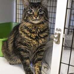 Photo of Mufasa