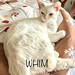Thumbnail photo of Whim #1