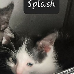 Thumbnail photo of Splash #2
