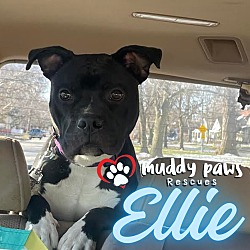 Photo of Ellie (Courtesy Post)