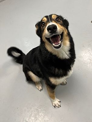 Topeka, KS - Siberian Husky/German Shepherd Dog. Meet Foxy a Pet for ...