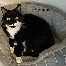 Thumbnail photo of Sammy #3