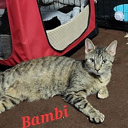 Photo of BAMBI (Mom)
