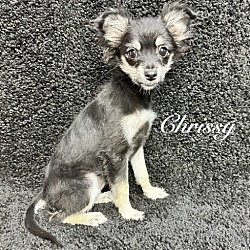 Photo of Chrissy - ADOPTION IN PROCESS