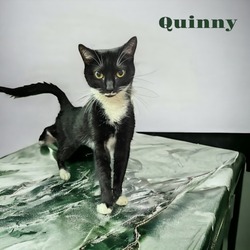 Thumbnail photo of Quinny #1