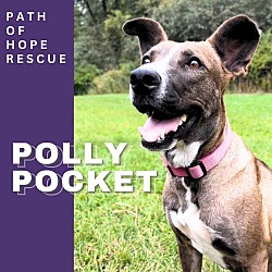 Thumbnail photo of Polly Pocket #1