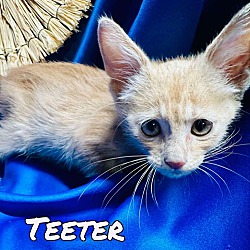 Thumbnail photo of Teeter #4