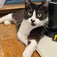 adopt a pet