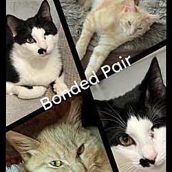 bonded pet photo